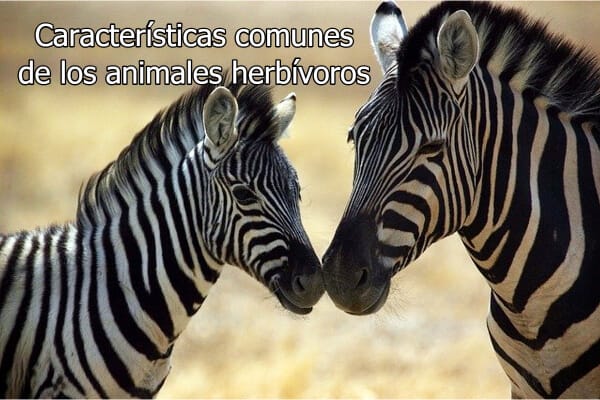 Características comunes de los animales herbívoros