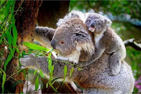 koala comiendo